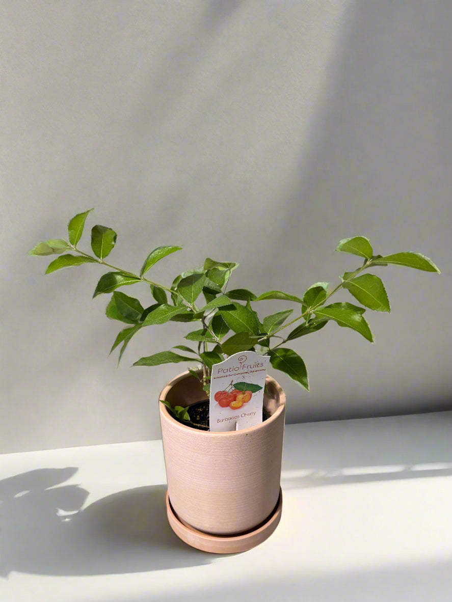 Patio Fruit Barbados Cherry Tree - Container Gardening - Organic - Easy to Grow Fruit Tree - Zones 9 to 11 - Easy Care - High Vitamin C