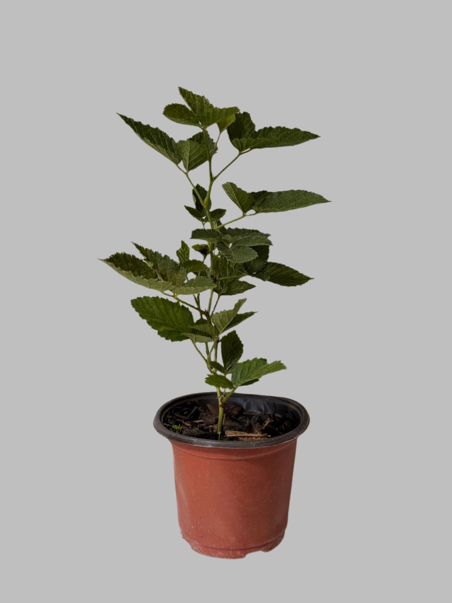 Sweet Ark Ponca Thornless Blackberry - Home Garden Plant - Zones 5 to 9 - Container Garden - Easy to Grow Fruit Tree