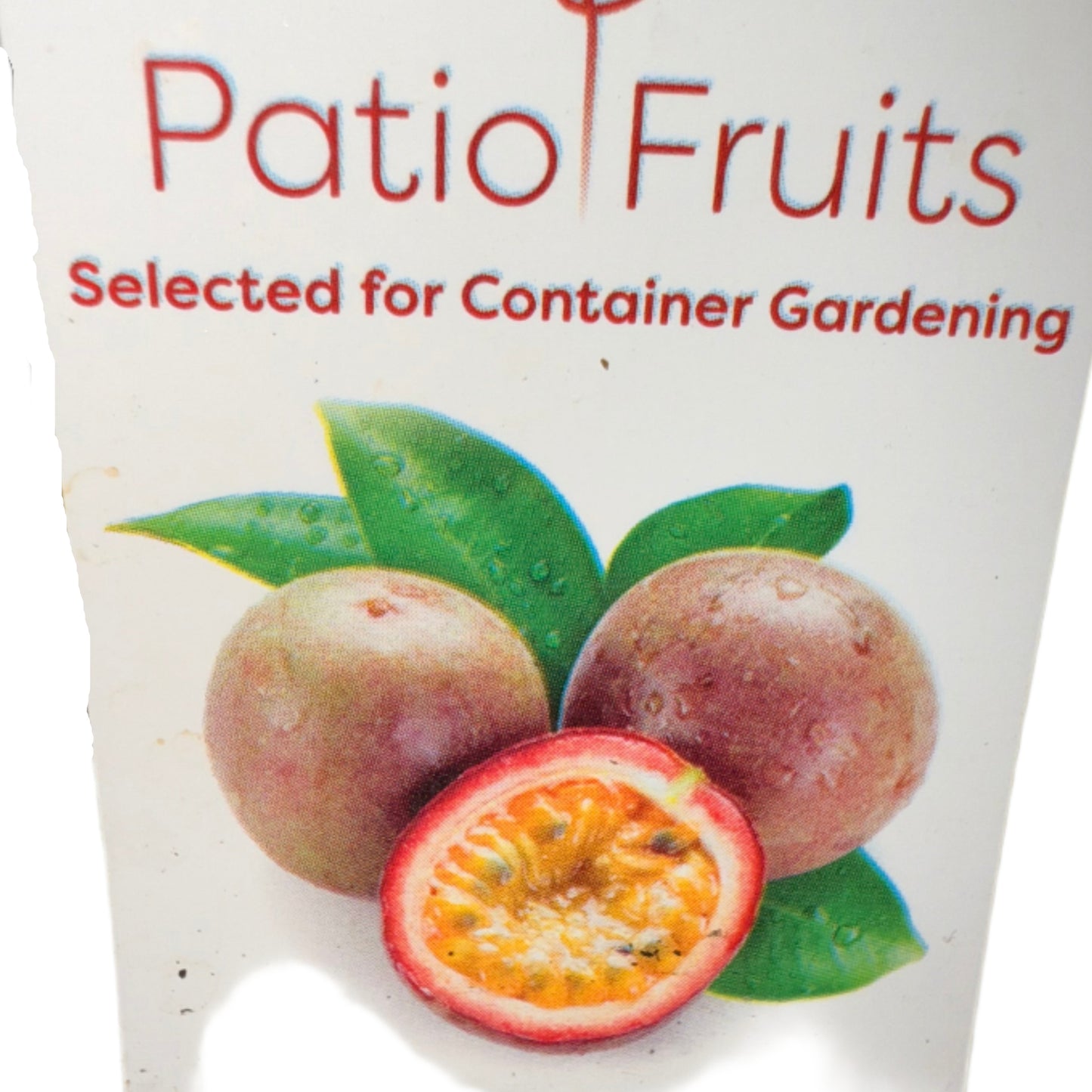 Patio Fruits Live Edible Passion Fruit Vine - Passiflora Edulis - Dwarf Fruit Vine - Easy to Grow Fruit Plant - Organic Gardening - Zones 9 -11