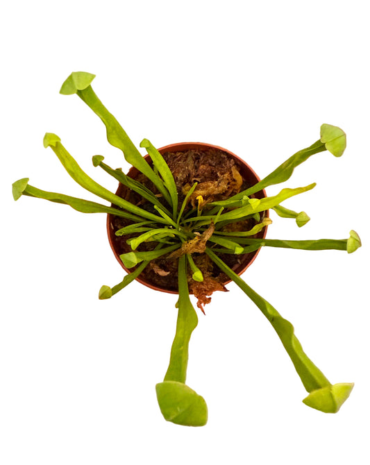 Sweet Pitcher Plant -Sarracenia rubra gulfensis - Live Carnivorous Plant - Insect Eating Plant - 2" Rare Carnivourous Plant - Sarracenia Live Plant - Tropical Bog Garden Plant