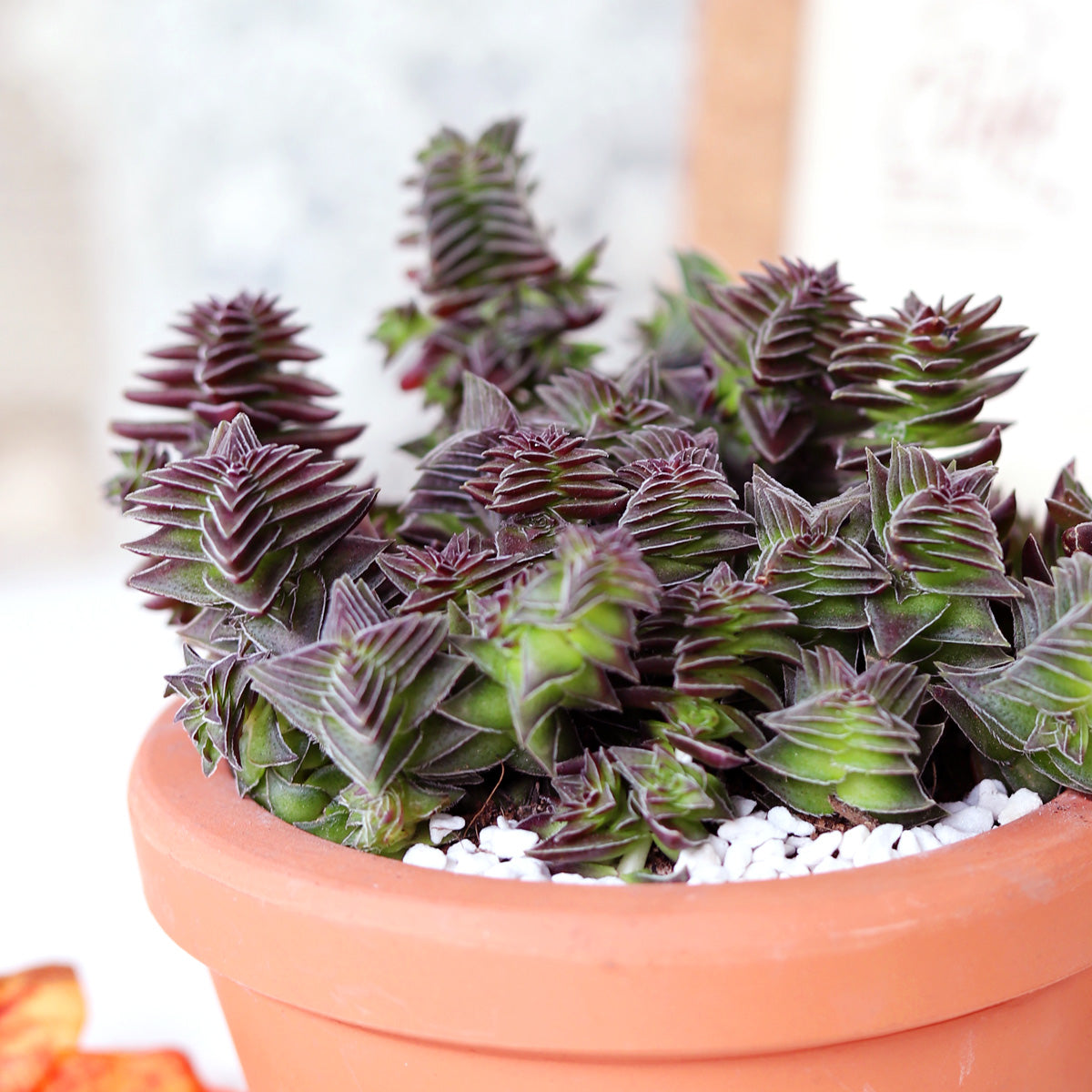 green pagoda succulent care Crassula Pagoda Village – Lovehopegrow