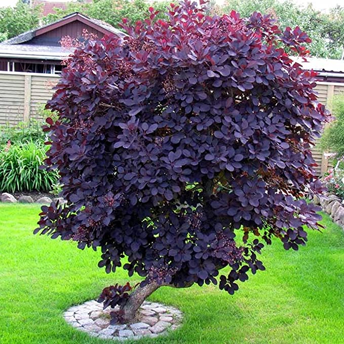 purple smoke tree bonsai Royal Purple Smoke Tree