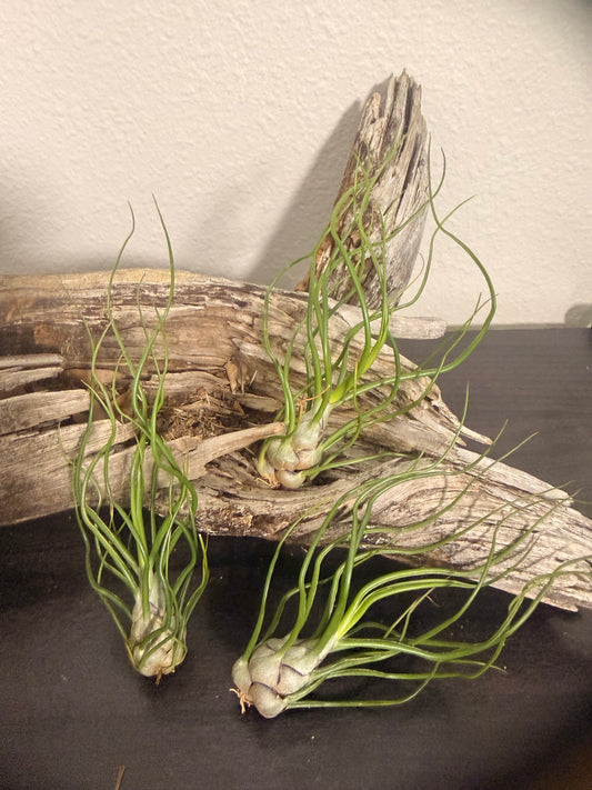3 Pack of Tillandsia Bulbosa - 'Guatemala' - 2 to 3 Inch - Curly Leaves - Bulbous Base - Twisted Appearance - Low to Bright Light Tolerant - Tropical Air Plant - Beginner Plant - Houseplant