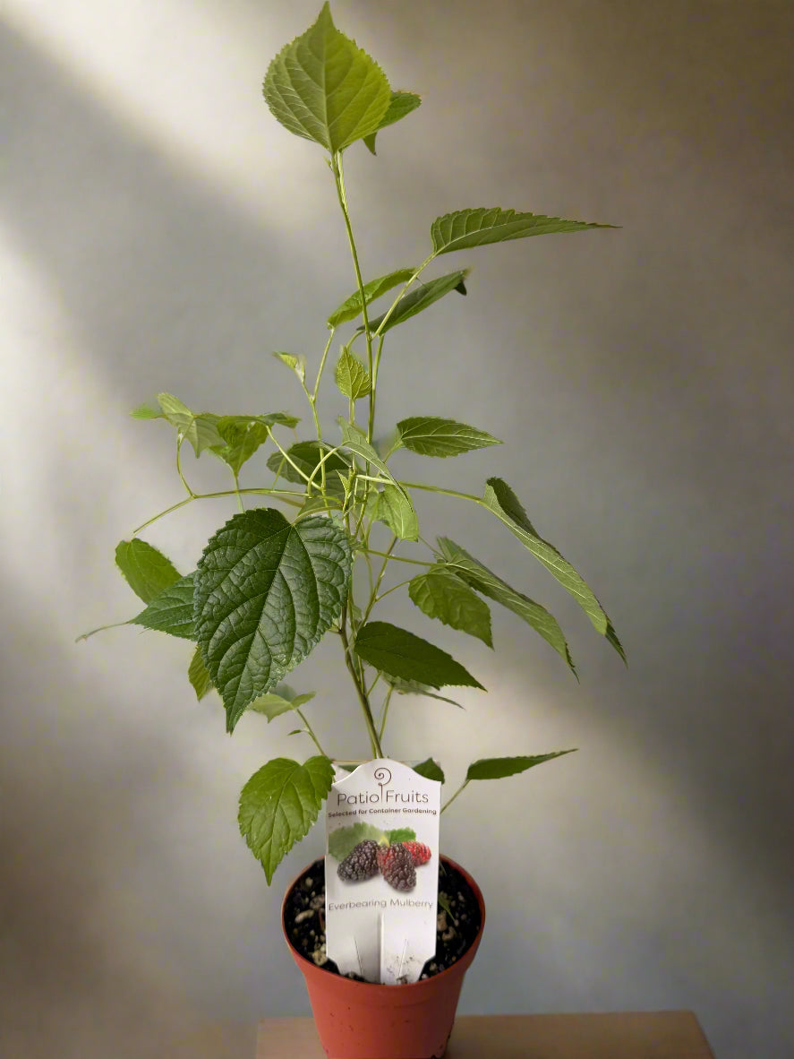 Live Mulberry Plant - Morus Nigra - Dwarf Mulberry - Zones 5 - 10 - Easy Care - Container Growing