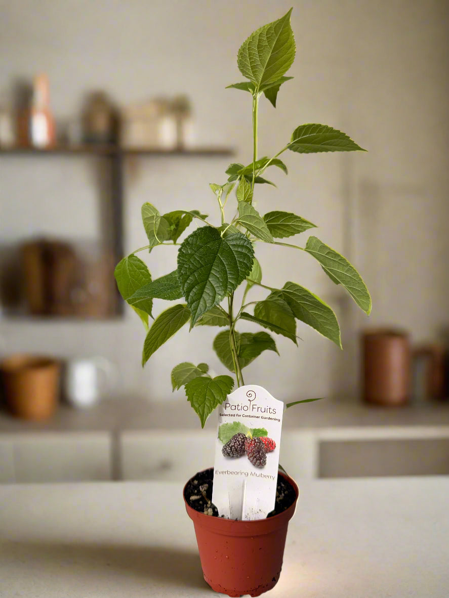 Live Mulberry Plant - Morus Nigra - Dwarf Mulberry - Zones 5 - 10 - Easy Care - Container Growing