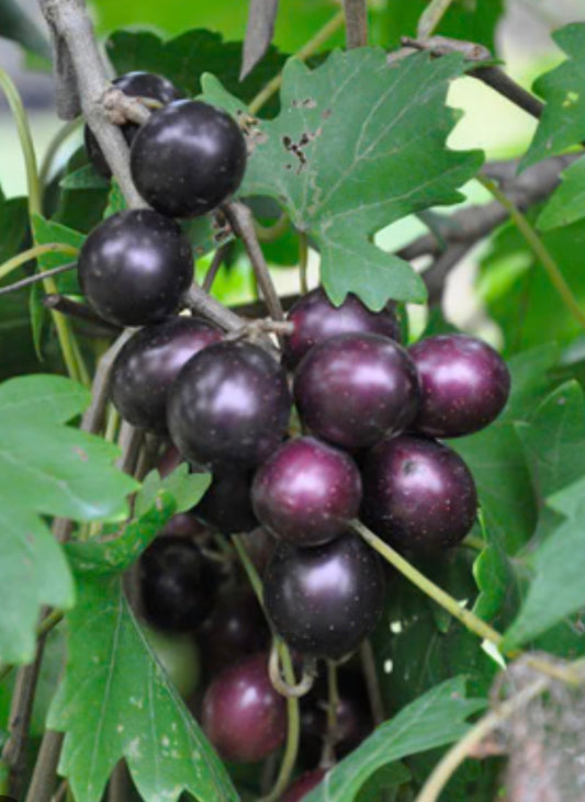 Southern Home Muscadine Grape