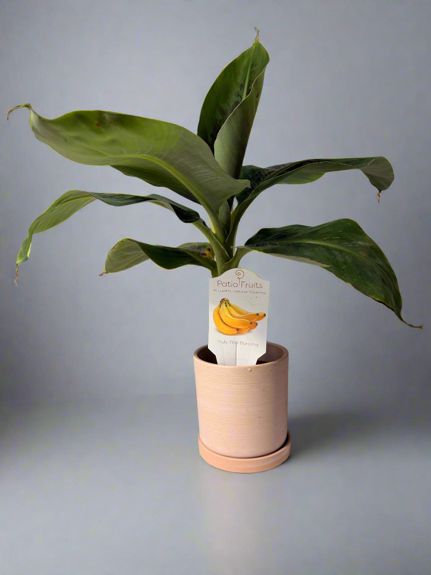 Live Musa Banana Tree - Dwarf Banana Tree - Easy Care Indoor Tropical Banana Tree - Zones 9 to 11 - Container Gardening