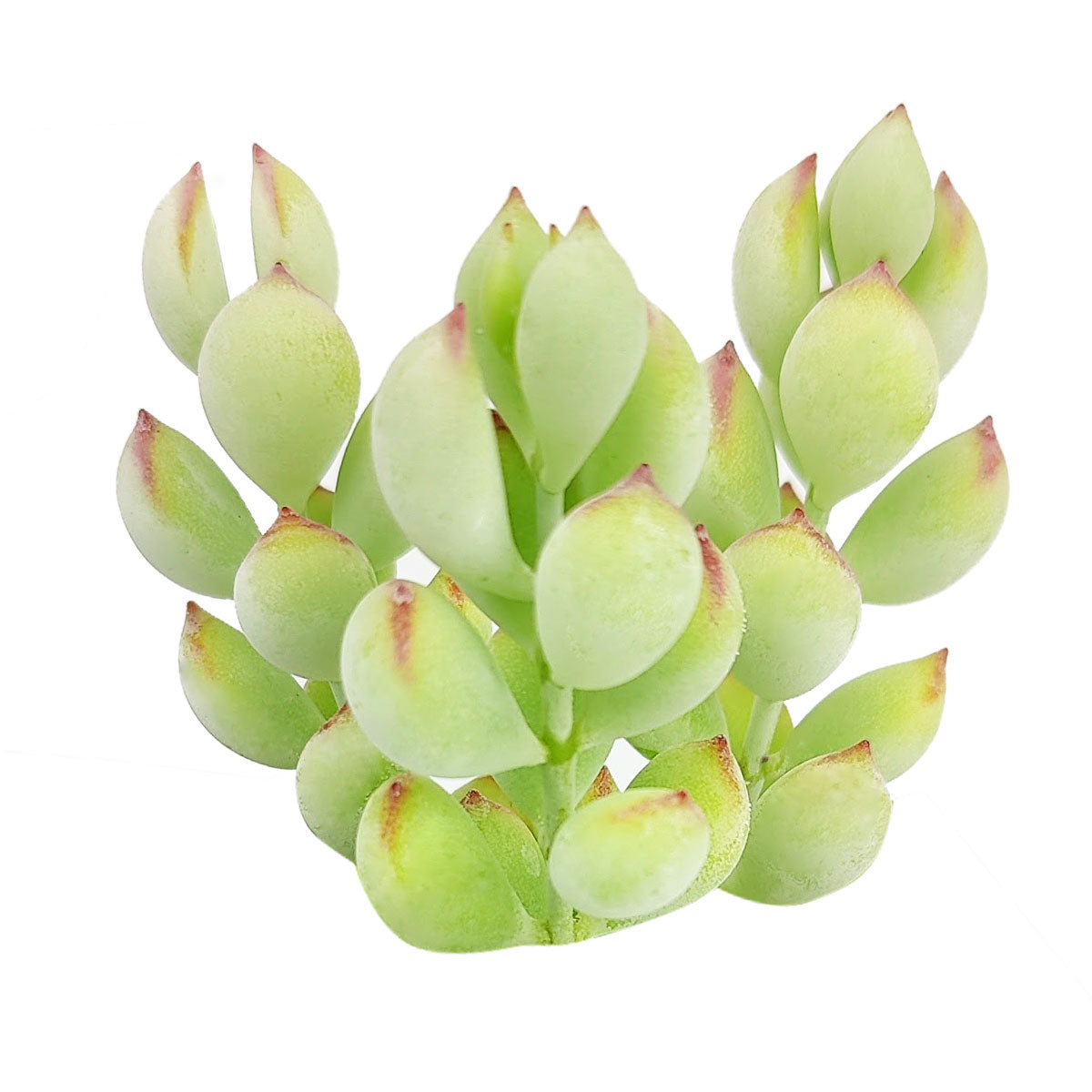 Cotyledon Pendens
