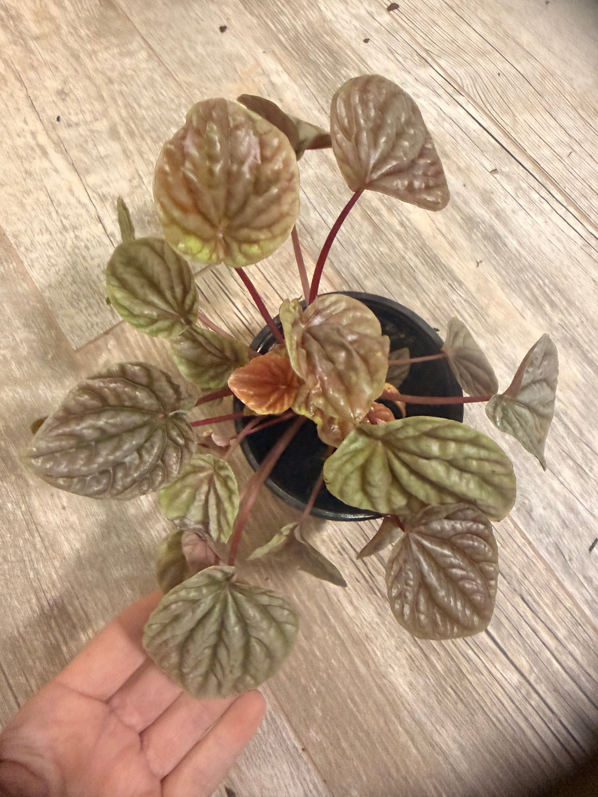 Peperomia 'Ripple Red' - Indoor Houseplant - Rich Red, Burgandy and Deep Green Foliage - Compact Growth Style - Textured Round Leaves - Easy Care and Low Maintenance Plant - Tropical Indoor
