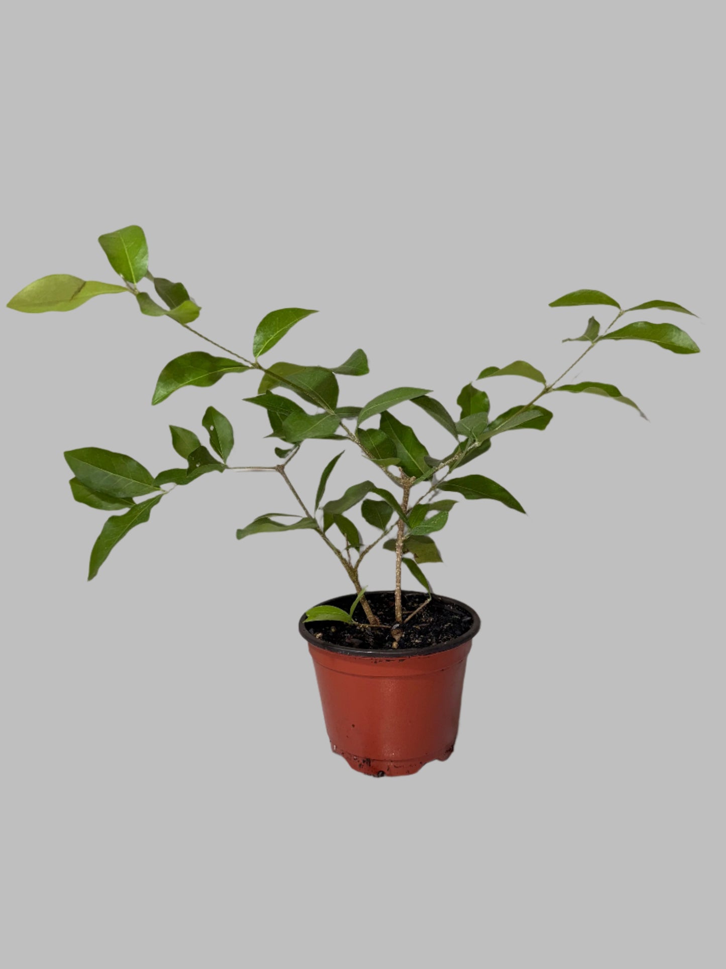 Patio Fruit Barbados Cherry Tree - Container Gardening - Organic - Easy to Grow Fruit Tree - Zones 9 to 11 - Easy Care - High Vitamin C