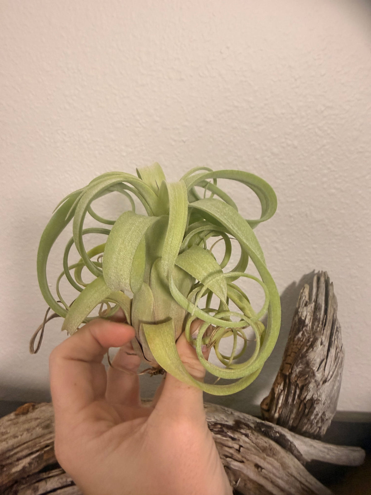 Curly Slim - Compact Air Plant - 5 to 7 Inches - Curling Leaves - Tillandsia - No Soil Required - Whimsical Features - Easy Care
