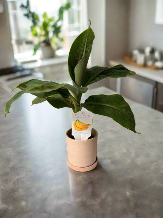 Live Musa Banana Tree - Dwarf Banana Tree - Easy Care Indoor Tropical Banana Tree - Zones 9 to 11 - Container Gardening