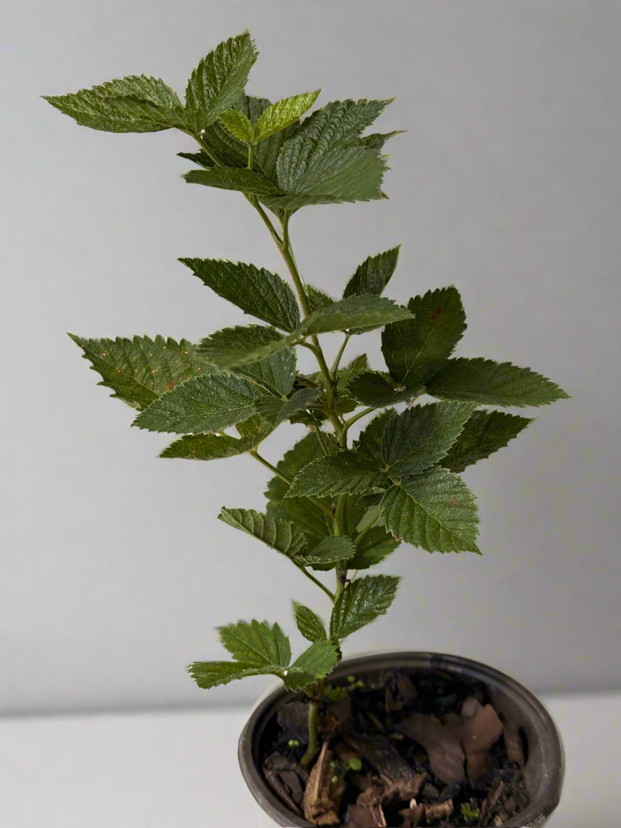 Sweet Ark Ponca Thornless Blackberry - Home Garden Plant - Zones 5 to 9 - Container Garden - Easy to Grow Fruit Tree