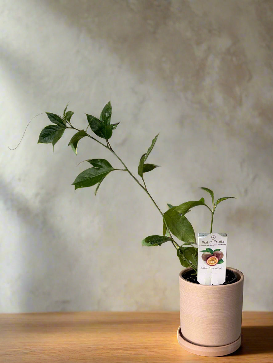 Patio Fruits Live Edible Passion Fruit Vine - Passiflora Edulis - Dwarf Fruit Vine - Easy to Grow Fruit Plant - Organic Gardening - Zones 9 -11