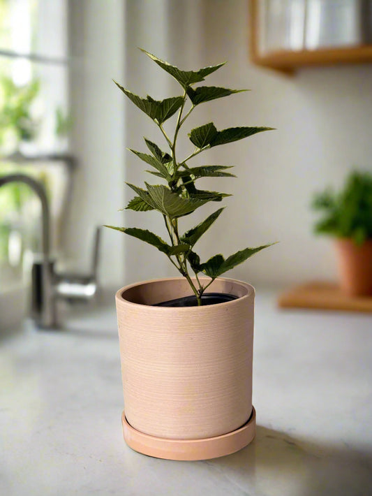 Sweet Ark Ponca Thornless Blackberry - Home Garden Plant - Zones 5 to 9 - Container Garden - Easy to Grow Fruit Tree