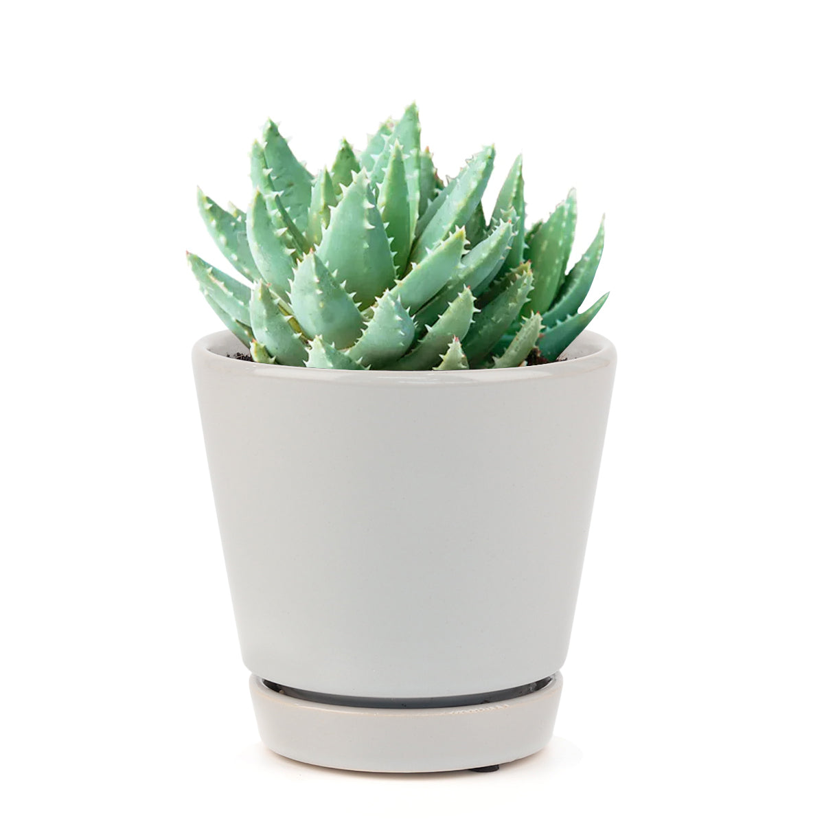 Aloe Brevifolia Short-leaved Aloe