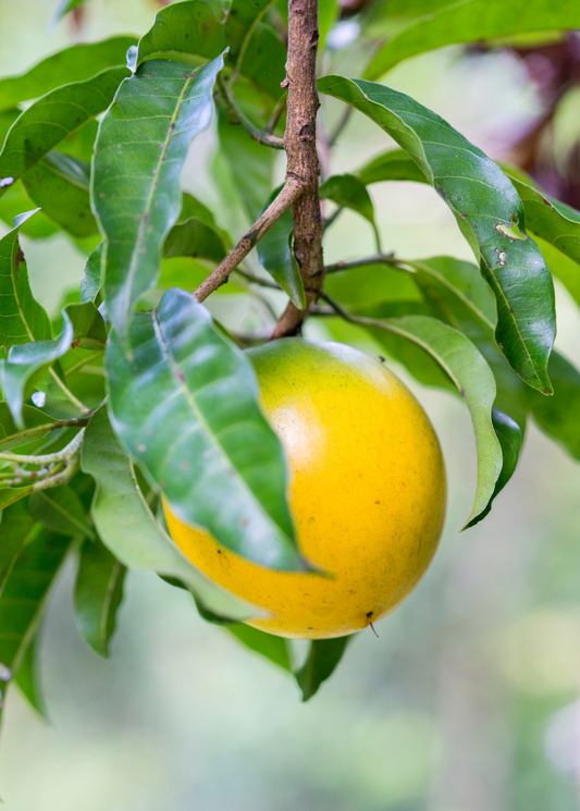 Abiu (Pouteria caimito)