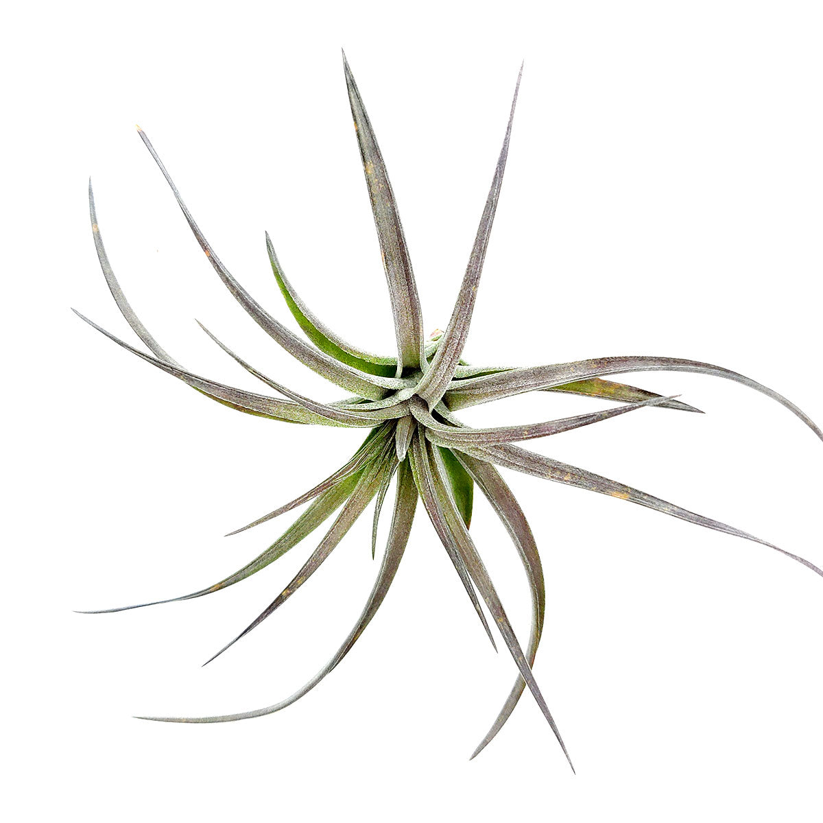 Tillandsia Aeranthos Purple