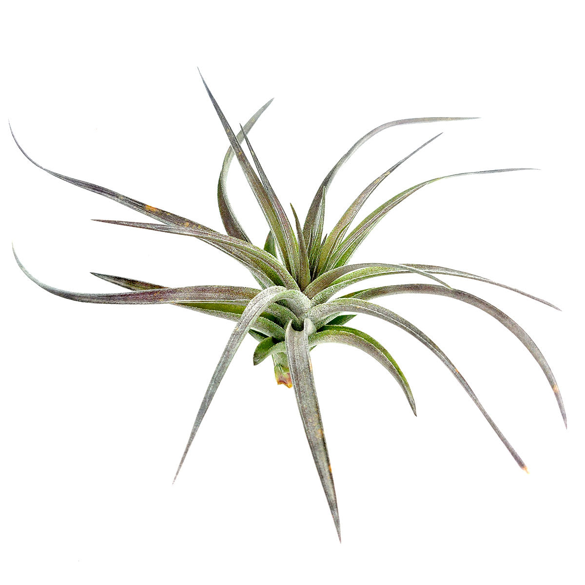 Tillandsia Aeranthos Purple