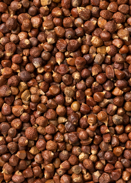 Grains of Paradise (Aframomum melegueta)