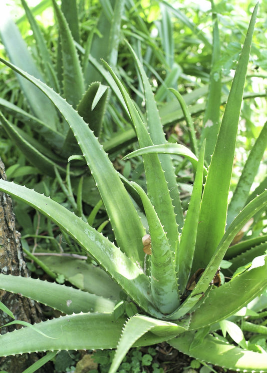 Aloe (Aloe vera)