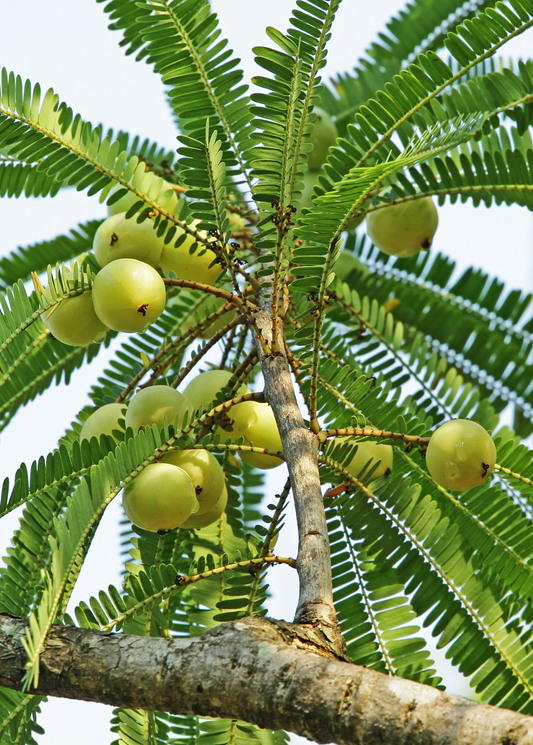 Amla, Indian Gooseberry (Phyllanthus emblica)