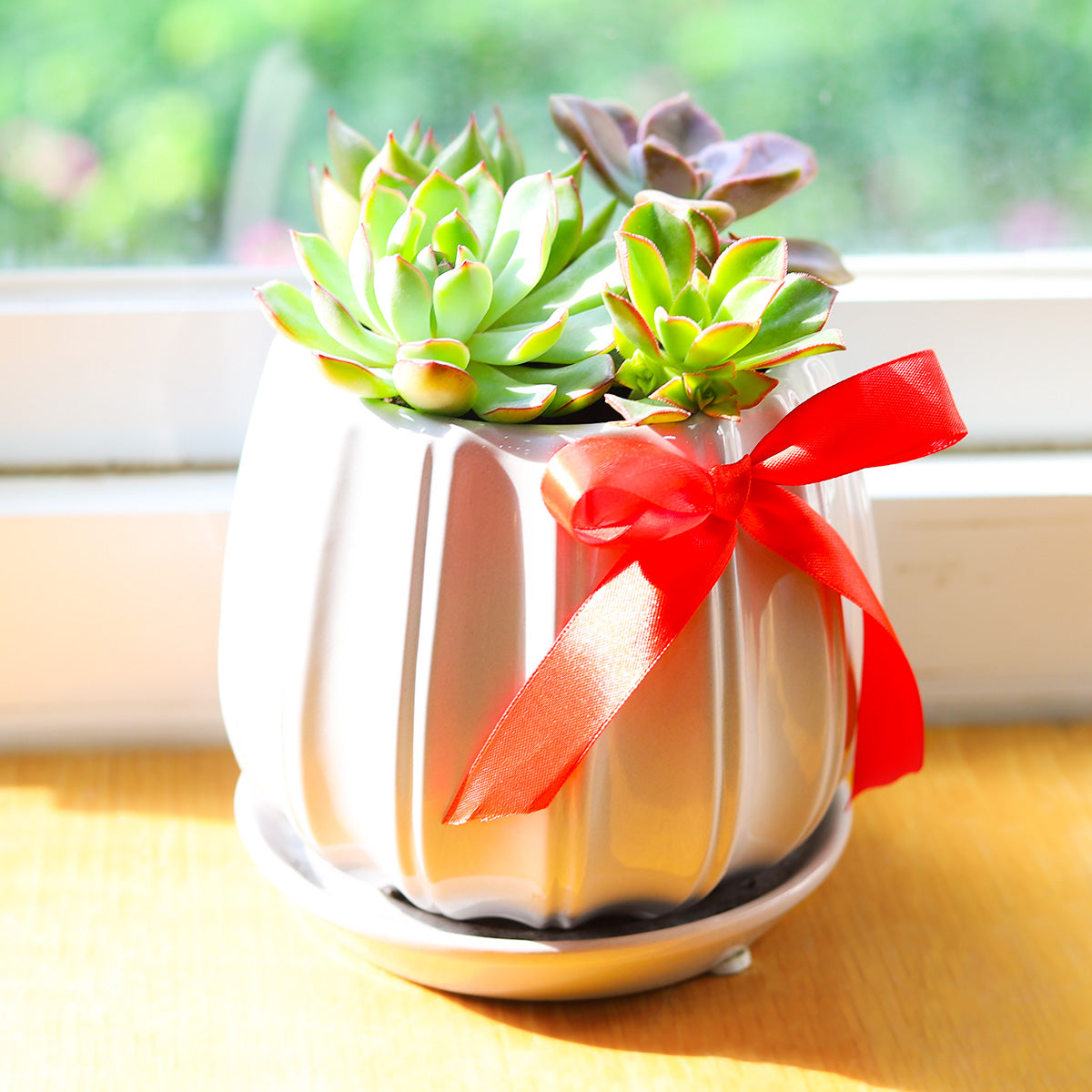 Succulent Arrangement in Grey Ceramic Contour Planter