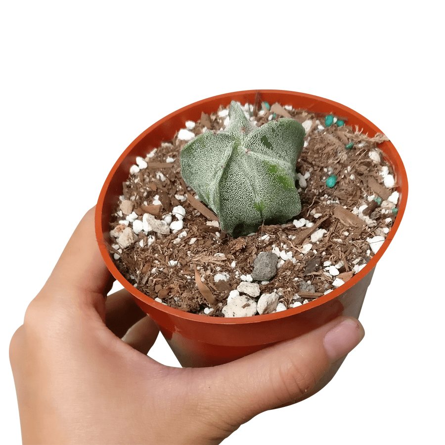 Bishop's Cap Cactus Astrophytum Myriostigma