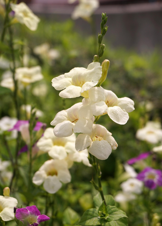 Asystasia, Chinese Creeping Foxglove (Asystasia gangetica)
