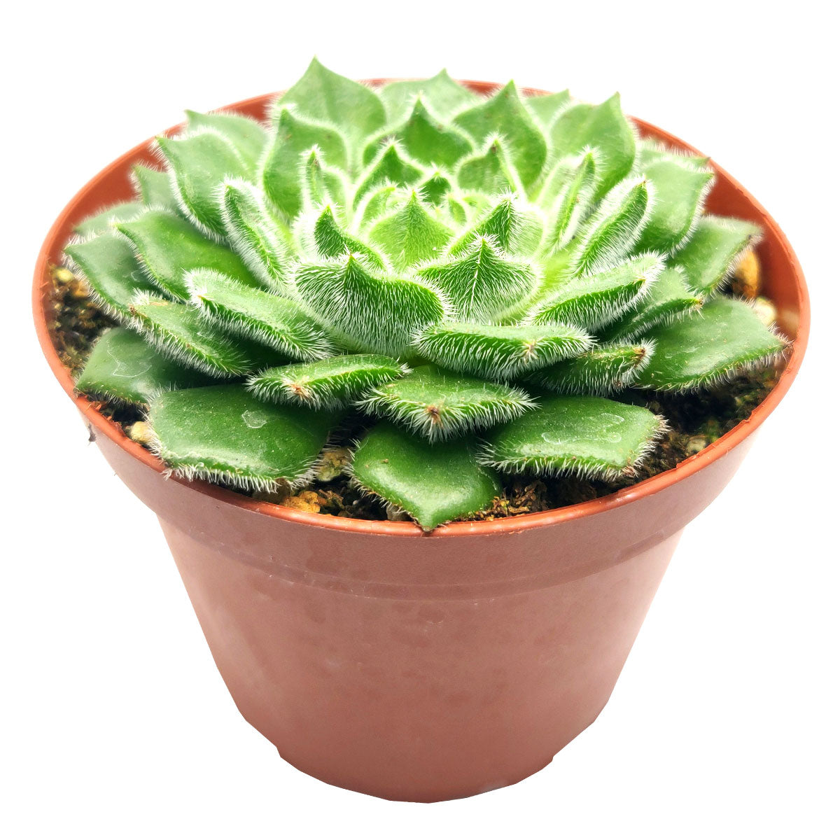 Echeveria Setosa Var. Ciliata