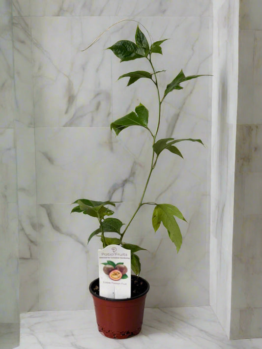 Patio Fruits Live Edible Passion Fruit Vine - Passiflora Edulis - Dwarf Fruit Vine - Easy to Grow Fruit Plant - Organic Gardening - Zones 9 -11
