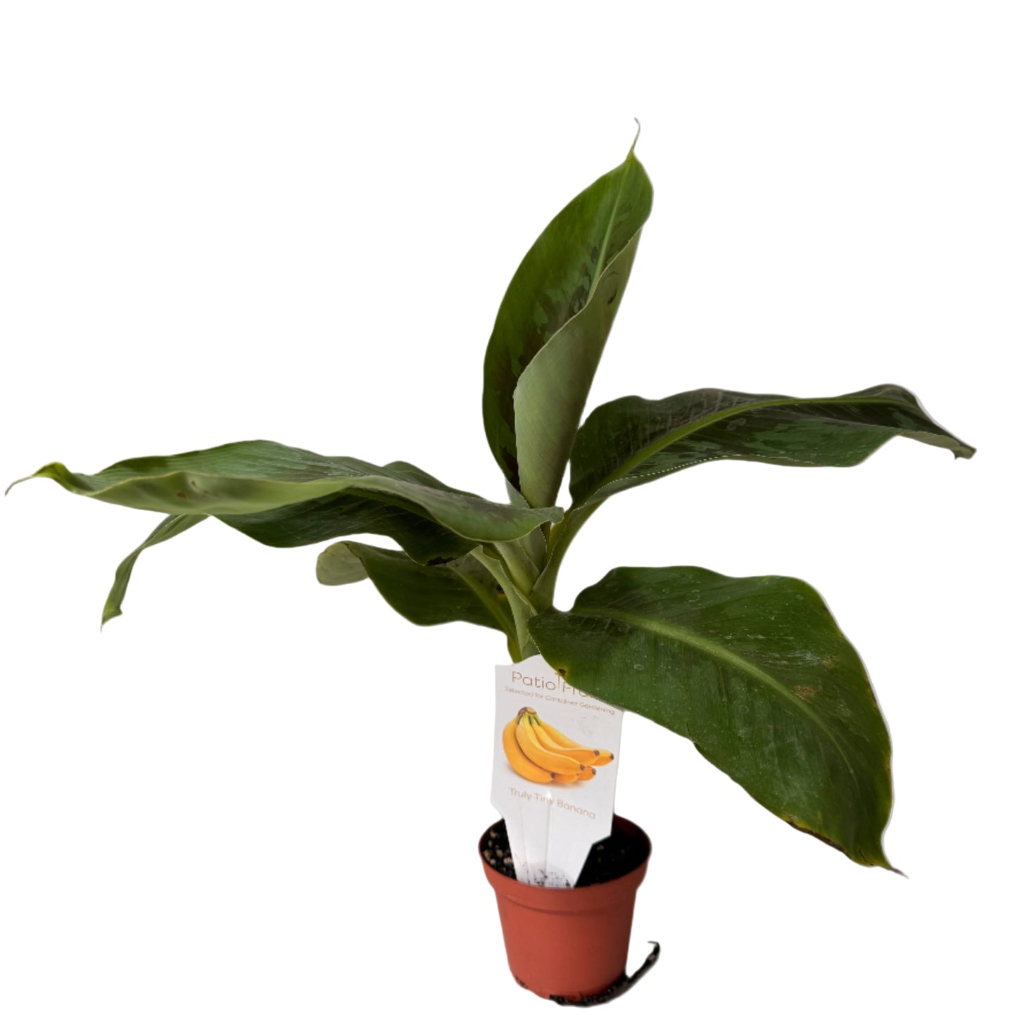 Live Musa Banana Tree - Dwarf Banana Tree - Easy Care Indoor Tropical Banana Tree - Zones 9 to 11 - Container Gardening