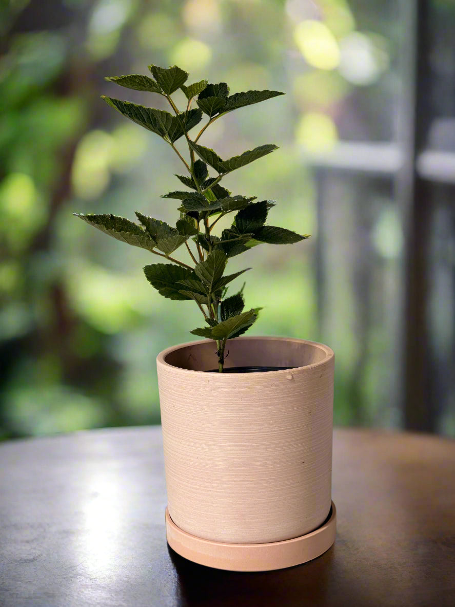 Sweet Ark Ponca Thornless Blackberry - Home Garden Plant - Zones 5 to 9 - Container Garden - Easy to Grow Fruit Tree