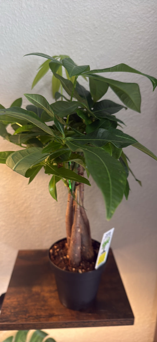 Braided Money Tree - 'Guiana Chestnut' - 3 Inch Nursery Pot- Tropical Houseplant - Pachira Braid - Good Luck Tree - Indoor Houseplant - Bright Indirect Light Plant -