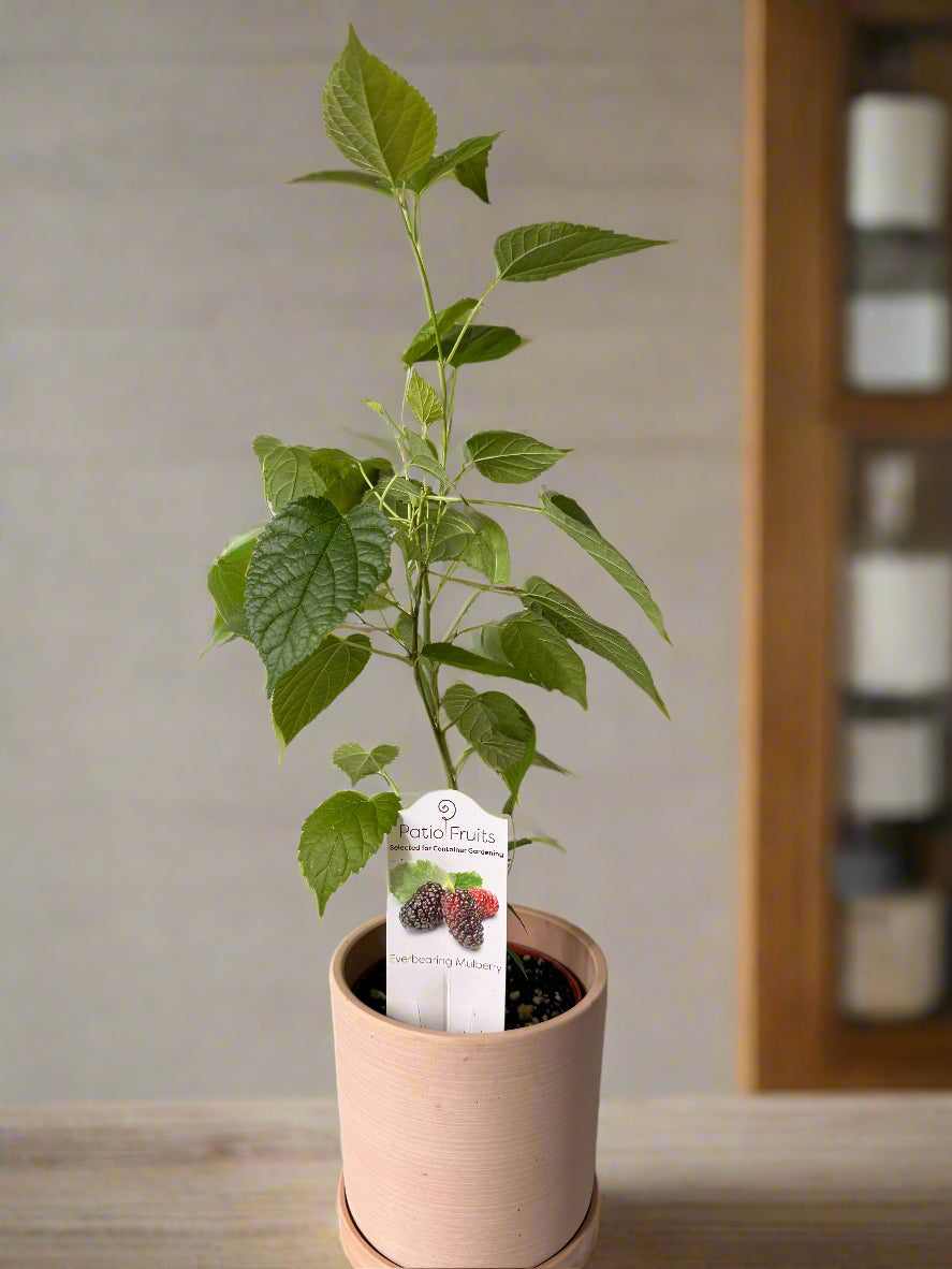 Live Mulberry Plant - Morus Nigra - Dwarf Mulberry - Zones 5 - 10 - Easy Care - Container Growing