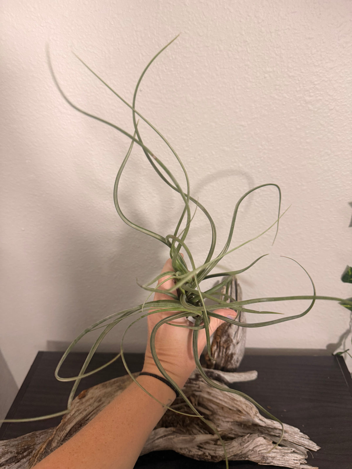 Pseudobaileyi - 6 to 9 Inches - Tillandsia Air Plant - Bright Indirect Light - Long Twisting Leaves - No Soil Plant - Beginner Plant