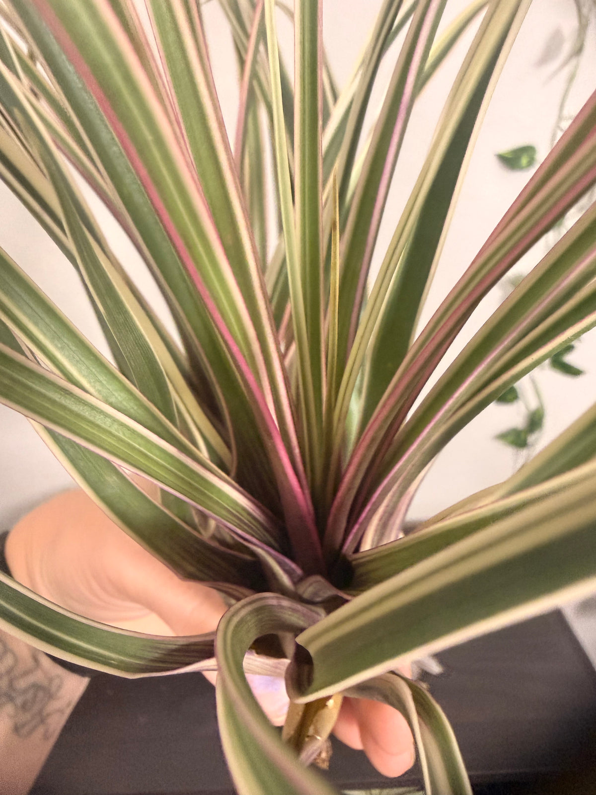 Cyanea Variegata -10 to 12 Inches - Cream and Green Variegated Grass Air Plant - Hot Pink Leaf Flush in Bloom - Long Slender Leaves - Hybrid - Easy Care Indoor Tropical