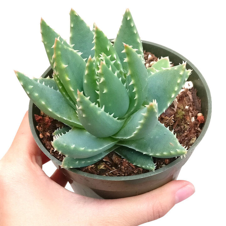 Aloe Brevifolia Short-leaved Aloe