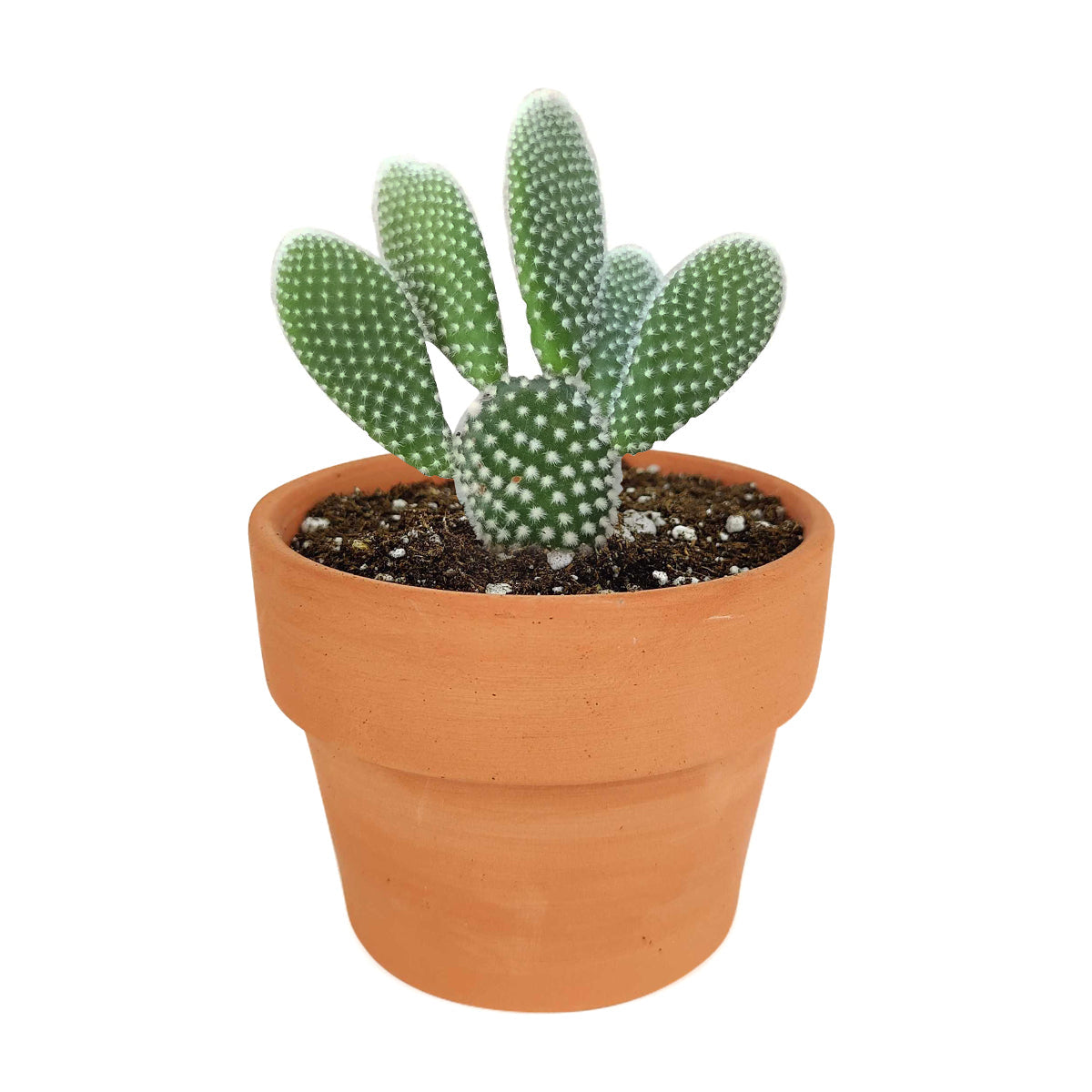 Bunny Ear Cactus