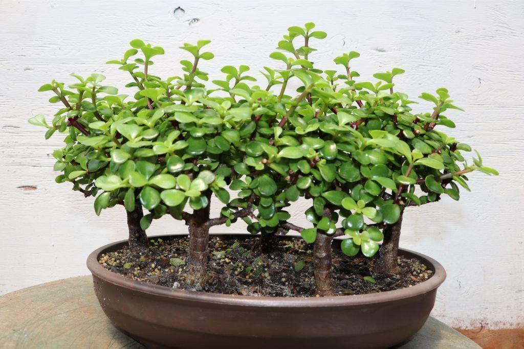 is jade plant bonsai Baby Jade Bonsai Tree Forest – Lovehopegrow