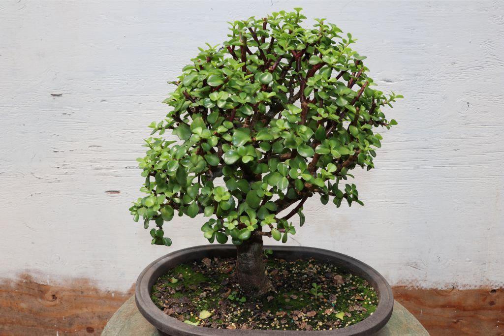 large jade bonsai tree Baby Jade Bonsai Tree (Large) – Lovehopegrow