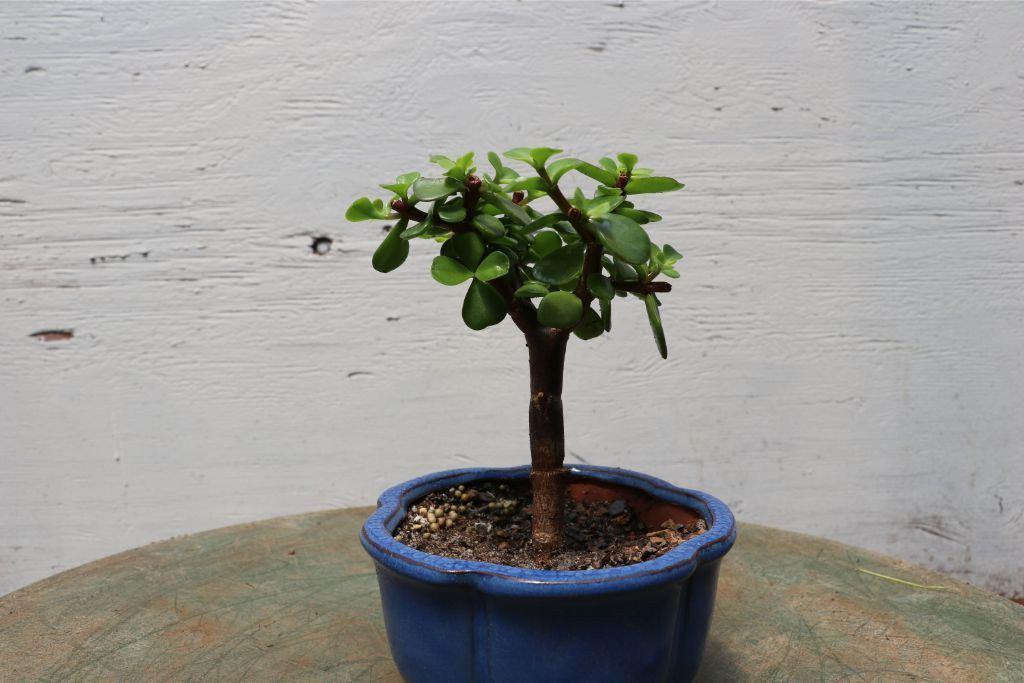 jade bonsai tree PAISAJE Baby Jade Bonsai Tree - Portulacaria Afra