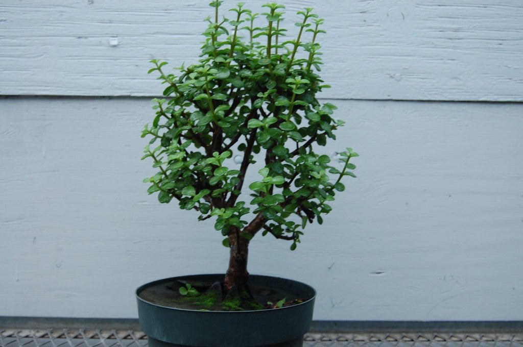 baby bonsai tree Baby Jade Pre Bonsai – Lovehopegrow