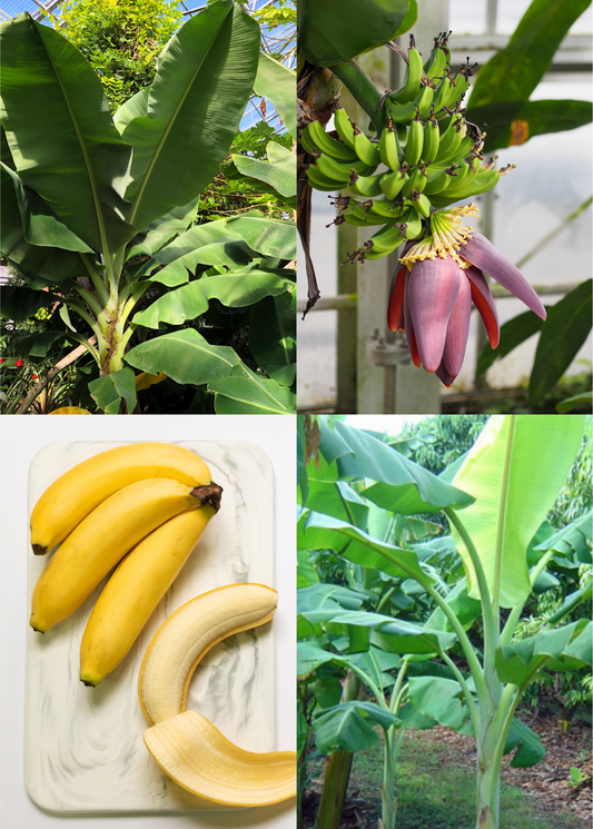 XL Banana Bundle: 'Orinoco' + 'Dwarf Cavendish'