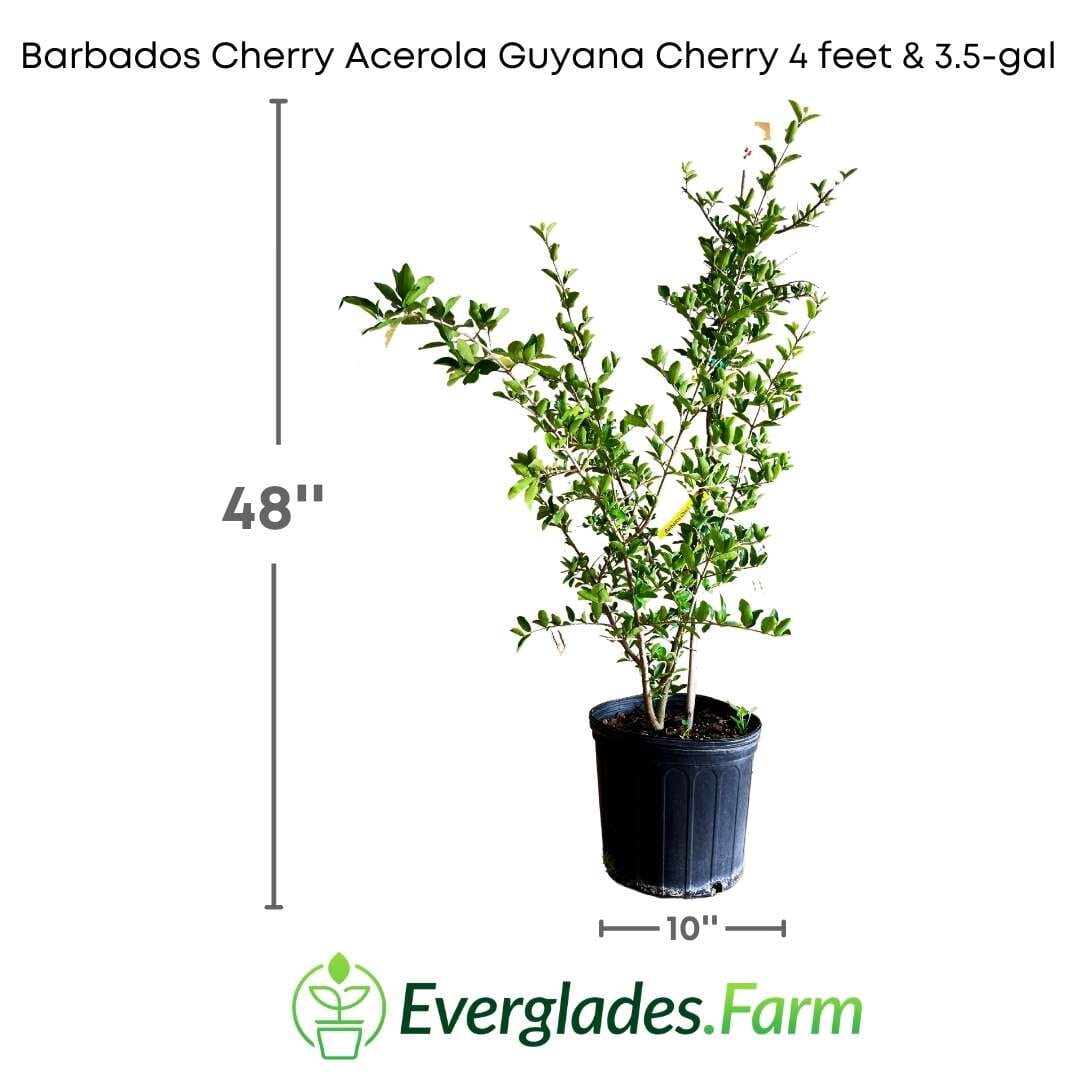 Barbados Cherry, Acerola, Guyana Cherry Tree