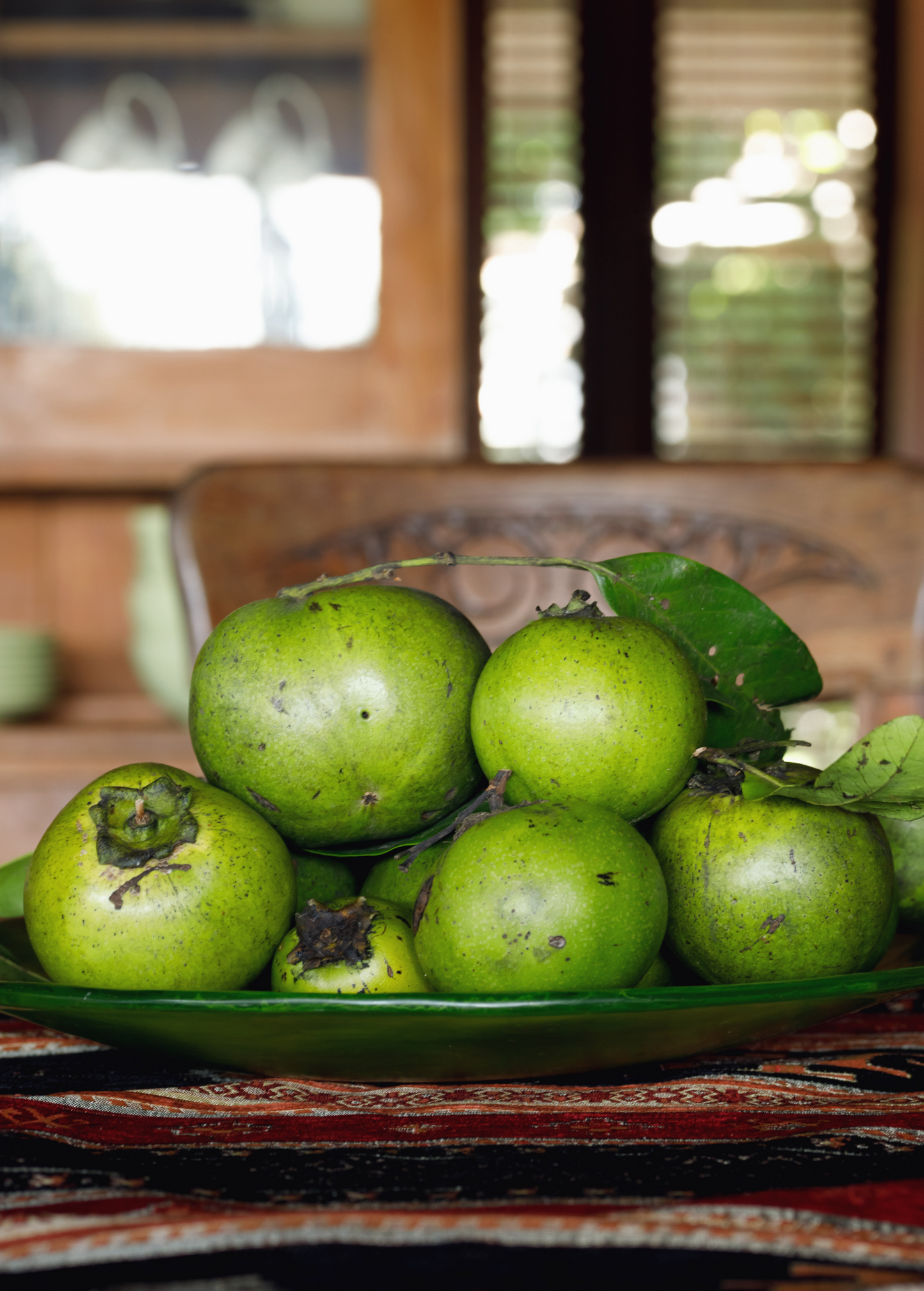 Black Sapote, Seedling (Diospyros nigra)