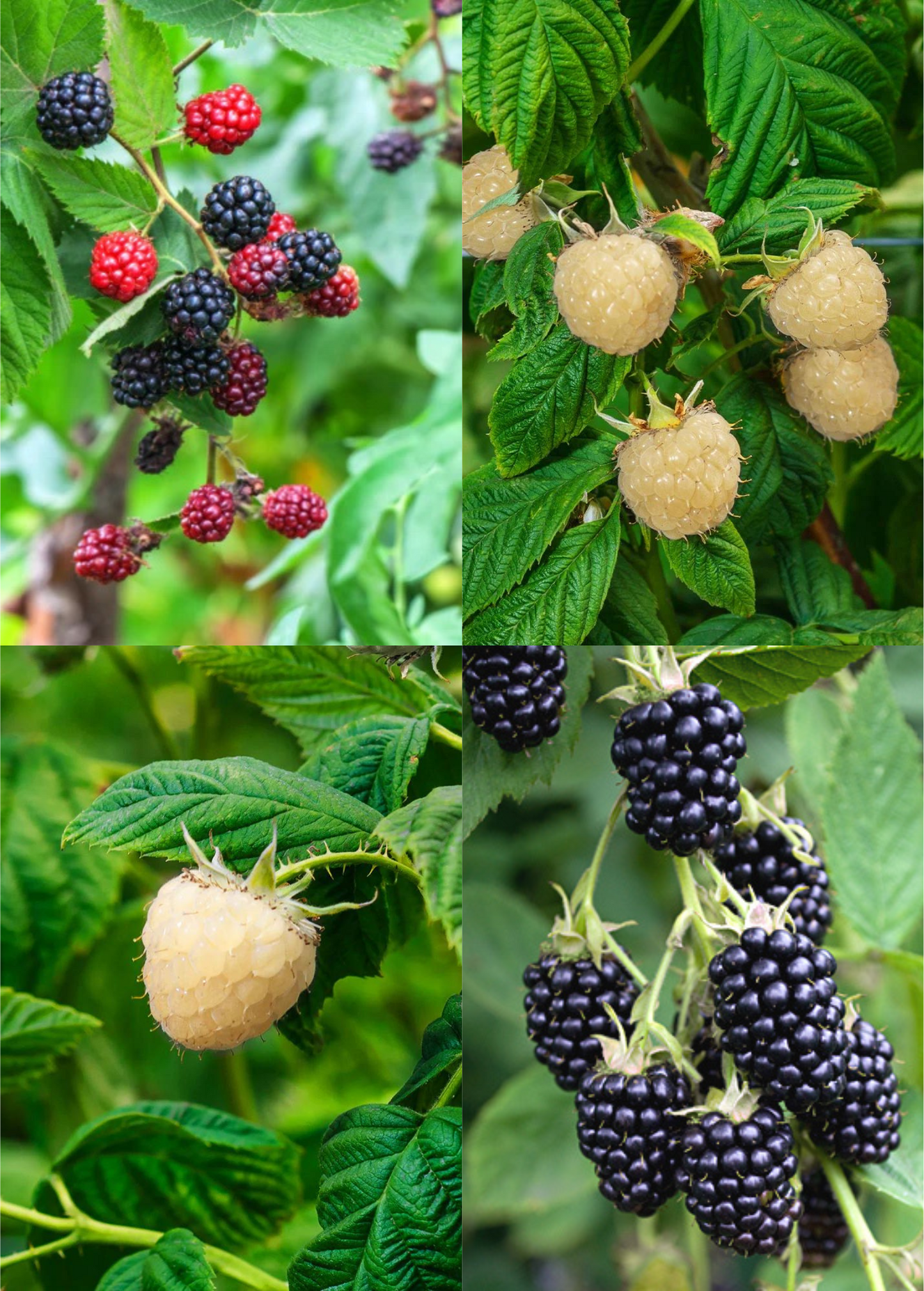 Blackberry Bundle: 'Apache', 'Natchez', & 'Snowbank White'