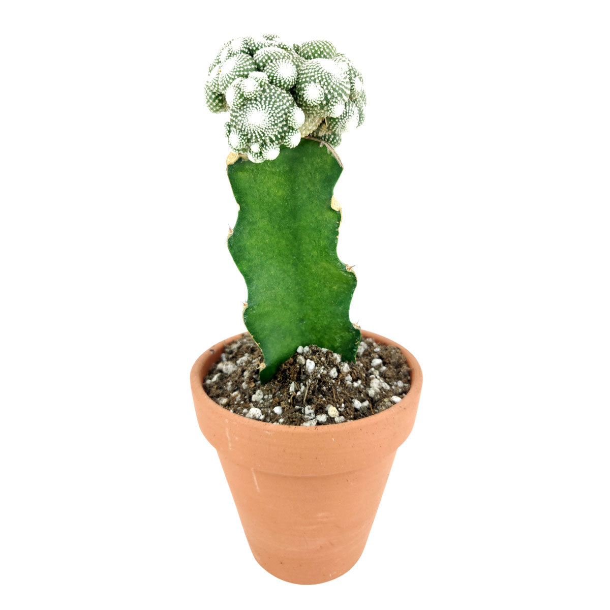 Blossfeldia Cactus