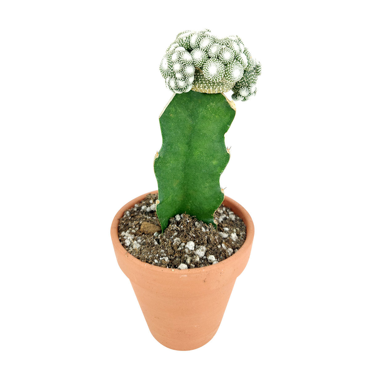 Blossfeldia Cactus