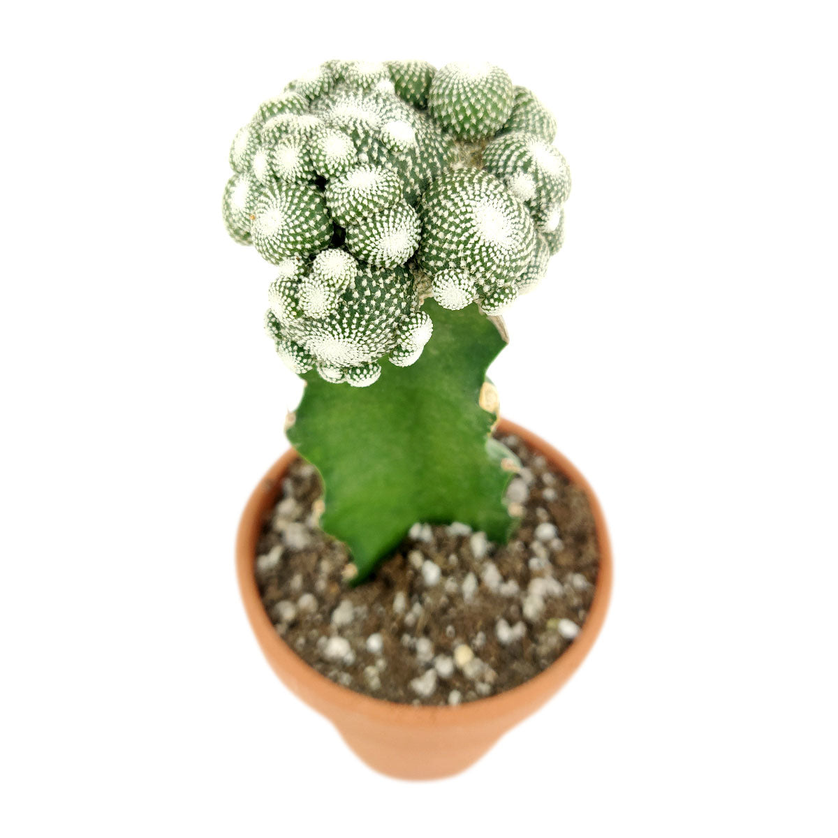 Blossfeldia Cactus